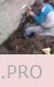 mbsm-dot-pro-picture-electric -funny1.jpg (47 KB)